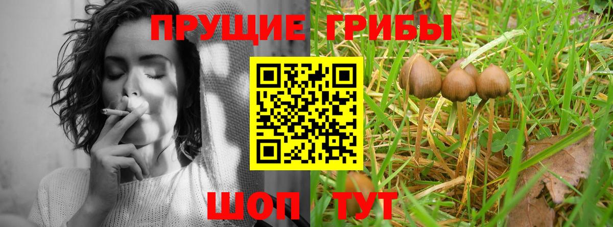 Псилоцибиновые грибы Psilocybine cubensis Аксай